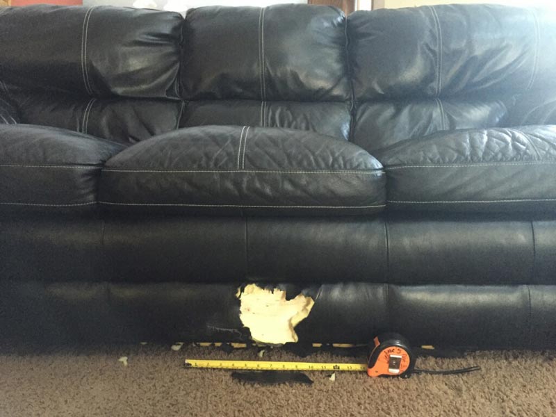 Leather couch after intense pet damage